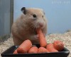boulimie folle des carottes.gif