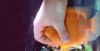 caresser_le_poisson.gif