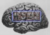 cerveau ouvert bonjour.gif