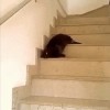 chat au travail.gif
