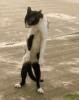 chat_danse_l_art_du_dehanche.gif