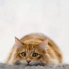chat le guet.gif