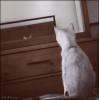 chat miroir à qui sont ces oreilles.gif