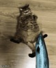 chat mon précieux.gif