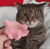 chat_peur_des_fleurs.gif