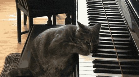 chat pianiste musique.gif