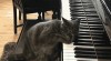 chat pianiste musique.gif