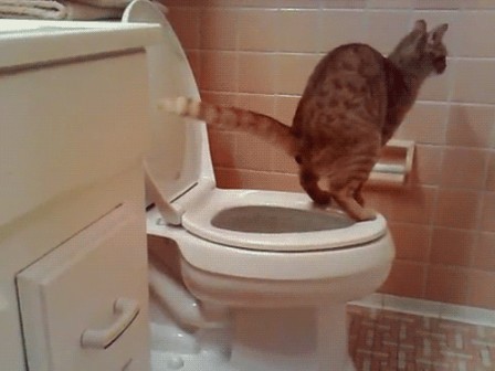 chat qui fait ses besoins dans les toilettes tu as bientôt fini j'aurais besoin de la salle de bain.gif
