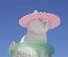 chat_soleil.gif