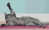chatte fais-moi un signe.gif