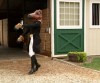 cheval_napoleon_danse.gif