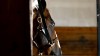 cheval pardon.gif