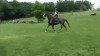 cheval saut d'obstacle.gif