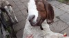 chèvre exorciste.gif