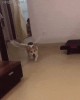 chien ailé ange.gif