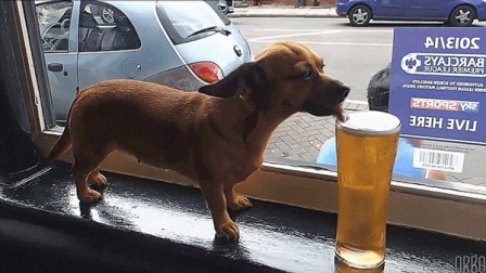 chien bière.gif