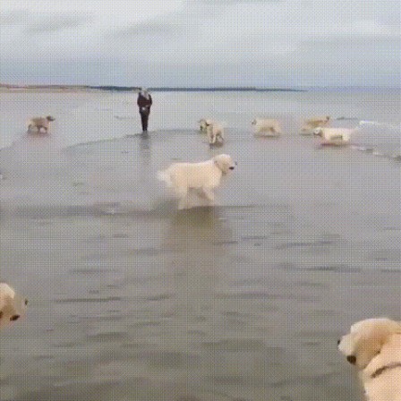 chien bonjour non mais à l'eau quoi.gif