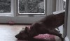 chien_chatiere_2.gif