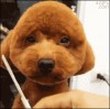 chien_coiffure.gif