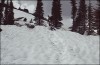 chien_d_avalanche_un_entrainement_quotidien.gif