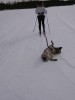 chien de traineau.gif