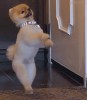 chien_debout.gif
