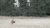 chien_drone_a_demain.gif