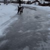 chien_glisse_verglas_froid.gif