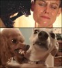 chien harcèlement savoir dire non.gif