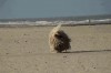 chien_je_suis_content.gif