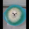 chien_je_suis_un_nuage.gif