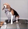 chien job à mi-temps dans un labo.gif