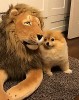 chien mon copain le besoin d'amitié.gif