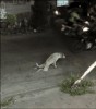 chien paralysé.gif