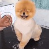 chien_ridicule.gif