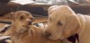 chien_seduction.gif