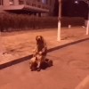 chien_tricycle.gif