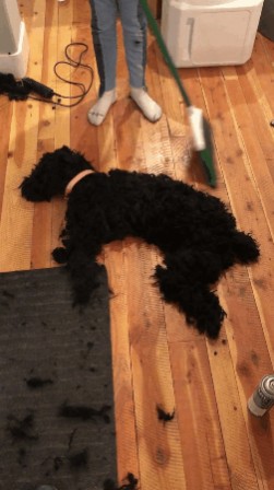 chien tu es poussière et tu retourneras à la poussière.gif