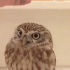 chouette j'aurais pu être un lapin.gif