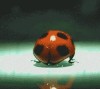 coccinelle déploie tes ailes.gif