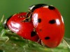 coccinelle multipliez vous.gif