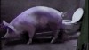 cochon_toilettes_hygiene_proprete.gif