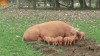 cochon_vole.gif