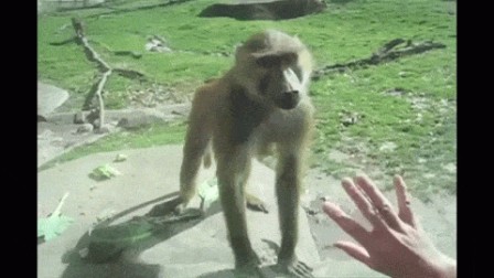 communication-non-verbale.gif