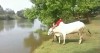 concours_de_plongeon_boeuf.gif