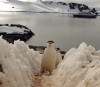 cop21_pingouin.gif
