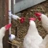coq poule bonjour.gif