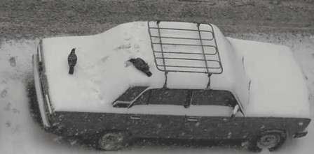 corbeau jouant à être mort dans la neige.gif