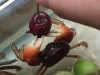 crabe_cerise.gif