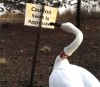 danger lac des cygnes.gif